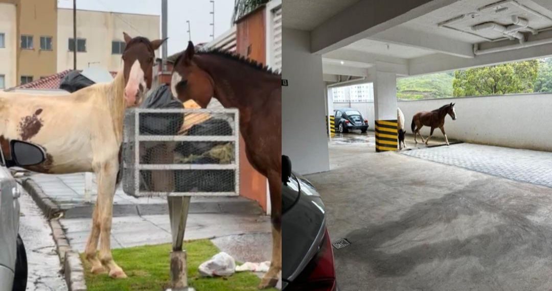 Animais reviram lixo, invadem prédio e causam transtornos em bairros de Poços