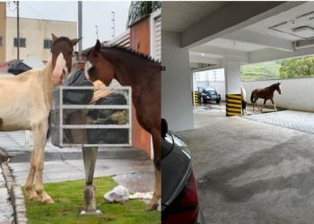 Animais reviram lixo, invadem prédio e causam transtornos em bairros de Poços