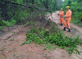 Corpo de Bombeiros é acionado após quedas de árvores causadas pelas chuvas em Poços de Caldas