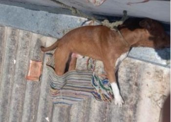 Tutor de cachorro encontrado morto e preso com uma corda sobre o telhado de casa é denunciado pela Polícia Civil por maus-tratos em Poços de Caldas