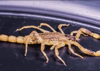 Investigação: Menina de 6 anos morre com suspeita de picada de escorpião