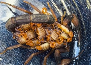 Escorpião junto a 10 filhotes são encontrados em terreno baldio de Poços