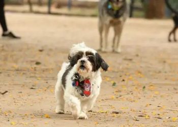 Animais domésticos terão RG com cadastro nacional