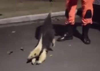 Tamanduá-mirim é resgatado em residência de Andradas