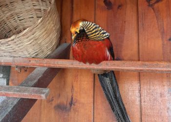 Aves exóticas são roubadas de escola infantil em Poços de Caldas