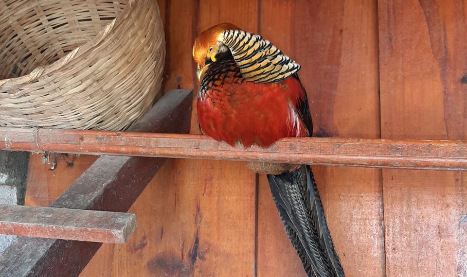 Aves exóticas são roubadas de escola infantil em Poços de Caldas
