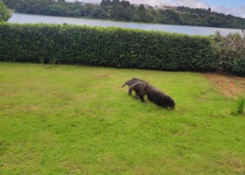 VÍDEO: Tamanduá é encontrado no quintal de uma casa em Poços de Caldas