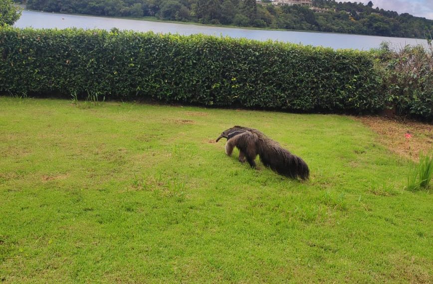 VÍDEO: Tamanduá é encontrado no quintal de uma casa em Poços de Caldas