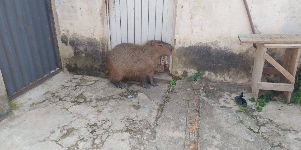 VÍDEO: capivara é resgatada em residência de Poços de Caldas