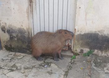 VÍDEO: capivara é resgatada em residência de Poços de Caldas