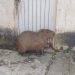 VÍDEO: capivara é resgatada em residência de Poços de Caldas