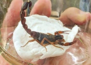 Agentes de endemias de Poços de Caldas intensificam busca por escorpiões