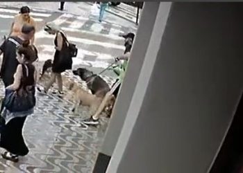CONFIRA: mulher é atacada por cão no centro de Poços de Caldas