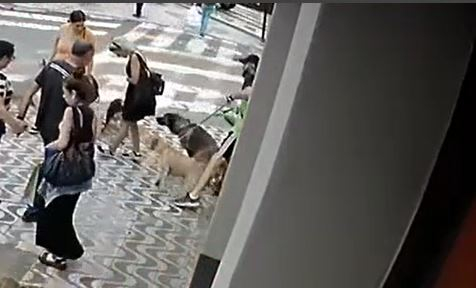 CONFIRA: mulher é atacada por cão no centro de Poços de Caldas