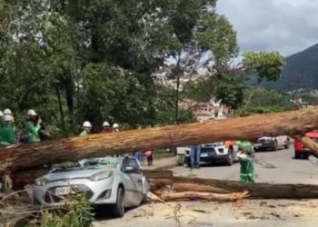 Árvore de mais de 10 metros cai sobre carro estacionado em Poços de Caldas