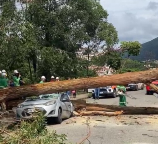 Árvore de mais de 10 metros cai sobre carro estacionado em Poços de Caldas