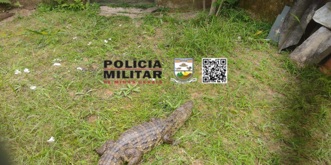 Polícia Militar captura jacaré dentro do curral de um fazenda