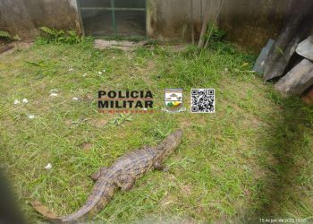 Polícia Militar captura jacaré dentro do curral de um fazenda