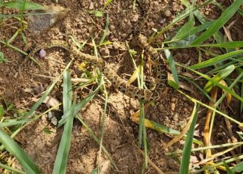 VÍDEO: cobra venenosa é capturada dentro da garagem de um prédio em Poços de Caldas