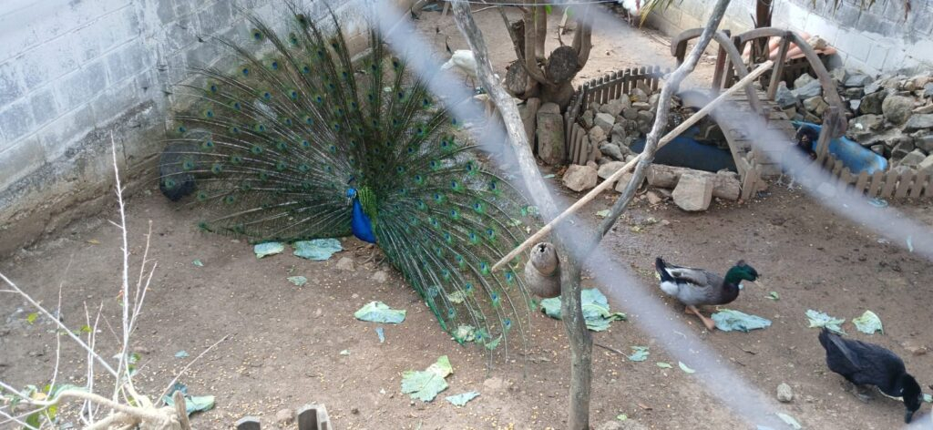 Animais roubados de escola em Poços são devolvidos; três ainda estão desaparecidos