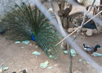 Animais roubados de escola em Poços são devolvidos; três ainda estão desaparecidos