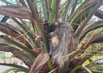 VÍDEO: Gambá é resgatado em Poços após ficar preso em palmeira com espinhos