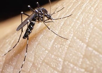 Chuva e calor intenso podem aumentar os casos de dengue neste verão
