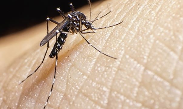 Chuva e calor intenso podem aumentar os casos de dengue neste verão