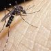 Chuva e calor intenso podem aumentar os casos de dengue neste verão
