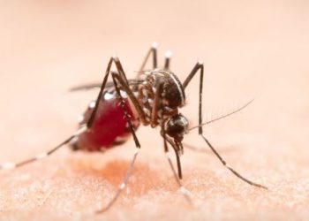 Porto Ferreira (SP) registra primeira morte por Dengue em 2025