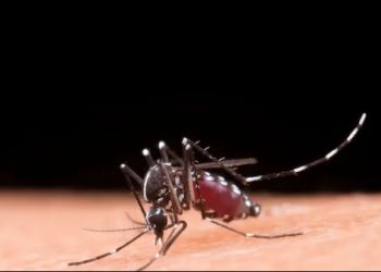 Casos de dengue em Minas Gerais tem aumento de mais de 1300% no começo de janeiro