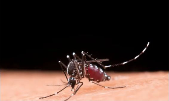 Casos de dengue em Minas Gerais tem aumento de mais de 1300% no começo de janeiro