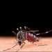 Casos de dengue em Minas Gerais tem aumento de mais de 1300% no começo de janeiro