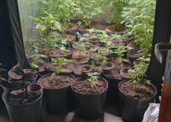 Polícia Civil descobre laboratório e plantação de maconha em Poços de Caldas