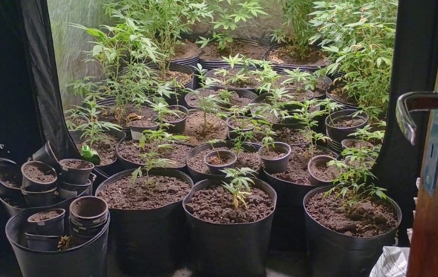 Polícia Civil descobre laboratório e plantação de maconha em Poços de Caldas