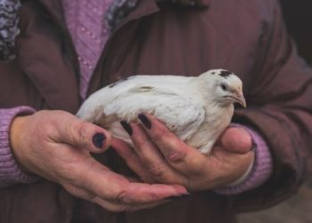 Prisão em flagrante: suspeito de maus-tratos e posse ilegal de armas é detido em São José do Rio Pardo (SP)