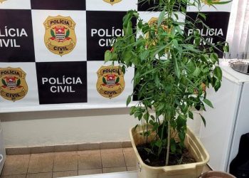 Homem é preso por plantar 8 pés de maconha em sua casa em Caconde