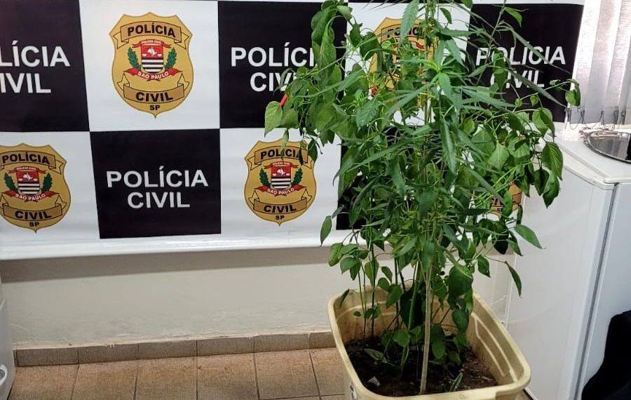 Homem é preso por plantar 8 pés de maconha em sua casa em Caconde