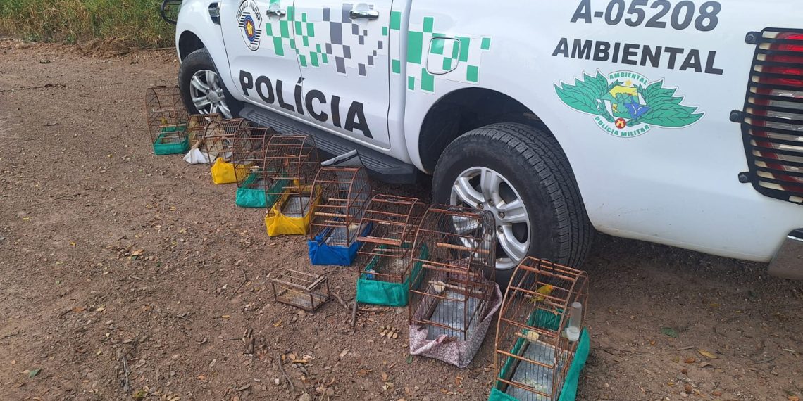 Homem é multado em R$ 5,5 mil por manter aves silvestres em cativeiro em São João da Boa Vista