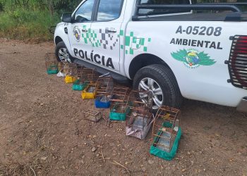Homem é multado em R$ 5,5 mil por manter aves silvestres em cativeiro em São João da Boa Vista