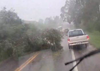 VÍDEO: Chuva causa queda de árvore na Avenida do Contorno em Poços