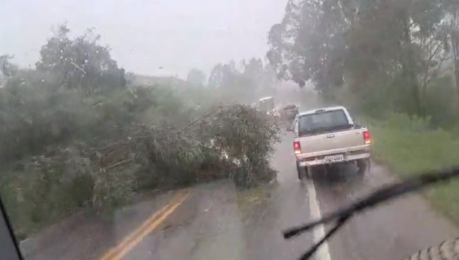 VÍDEO: Chuva causa queda de árvore na Avenida do Contorno em Poços