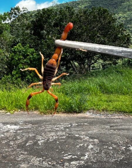 Cerca de 45 escorpiões já foram capturados em Poços de Caldas em 2025