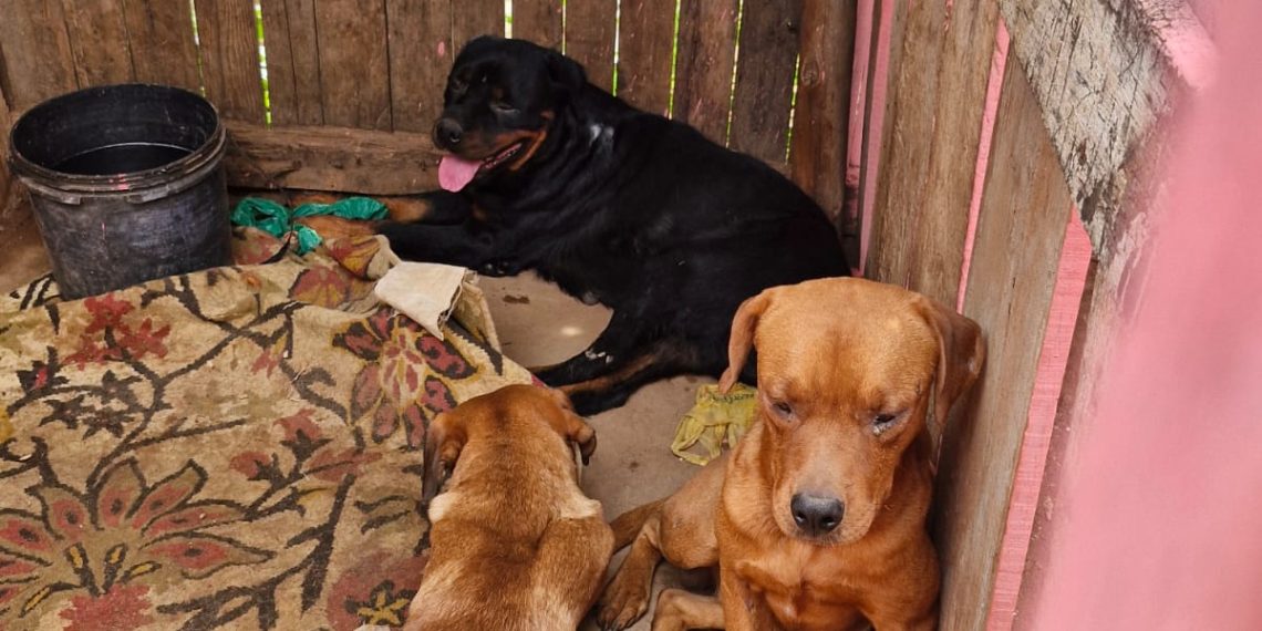 Homem é preso por maus-tratos a animais em São José do Rio Pardo