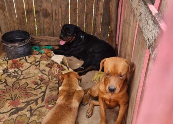 Homem é preso por maus-tratos a animais em São José do Rio Pardo