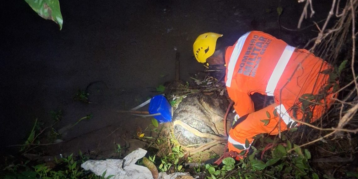 Corpo de Bombeiros resgata cachorro em perigo às margens de córrego em Poços