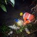 Corpo de Bombeiros resgata cachorro em perigo às margens de córrego em Poços