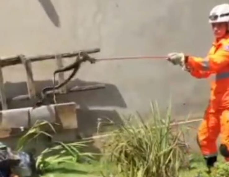 Bombeiros resgatam cobra caninana no quintal de uma casa em Poços de Caldas
