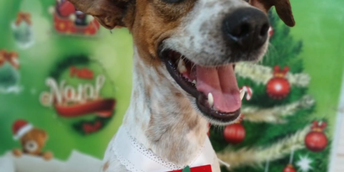 Feira de adoção de animais será realizada neste domingo em Poços