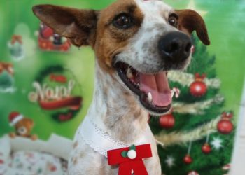 Feira de adoção de animais será realizada neste domingo em Poços